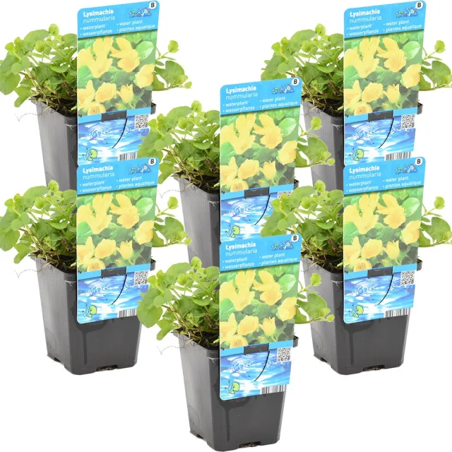 Bloomique Set van 6 - Lysimachia Nummularia - Penningkruid - Vijverplanten - Waterplanten - Winterhard - Hoogte 10-20 cm - Pot 9 cm 6x Kweekpot