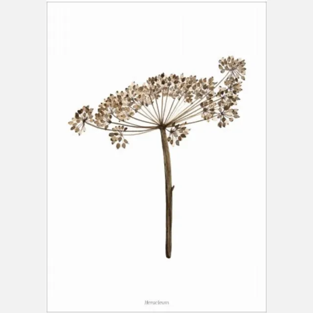 Days of Bloom Poster A3 Berenklauw / Heracleum wit