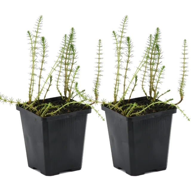 Bloomique Set van 2 - Hippuris Vulgaris – Lidsteng – Onderhoudsvriendelijk – zone 2t/m5 – - 15-25 cm - Pot 11 cm - Hoogte 15-25 cm Groen