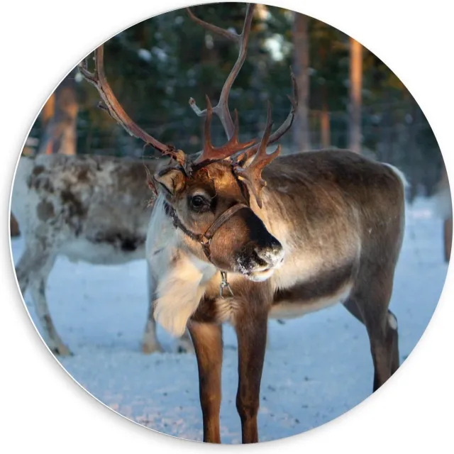 KuijsFotoprint Forex Wandcirkel - Rendier in de Sneeuw - 60x60cm Foto op Wandcirkel (met ophangsysteem) Groen