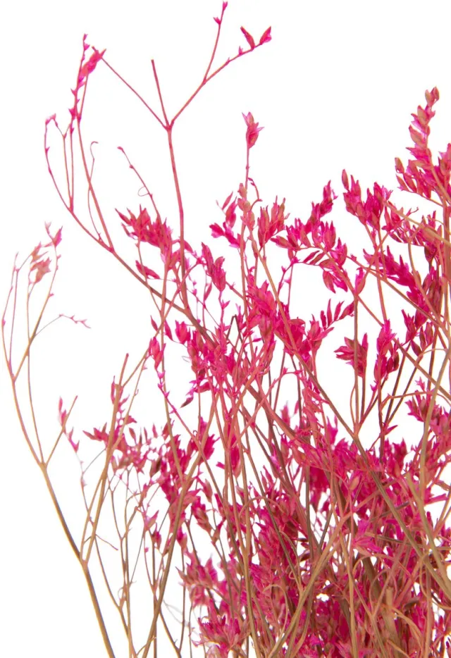 J-Line droogbloemen - Bundel Gedroogde Gypsophilia - riet - fuchsia - 12 stuks Roze