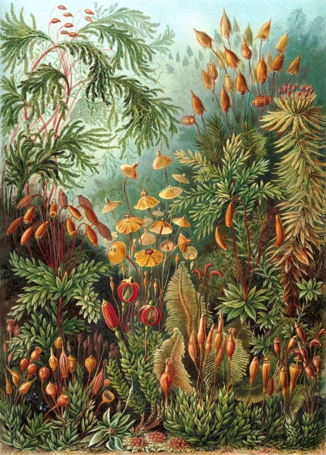Esque Poster Muscinae - Ernst Haeckel - Large 70x50 - Botanisch Jungle - Kunstformen der Natur - Vintage groen, rood, blauw, donkergroen