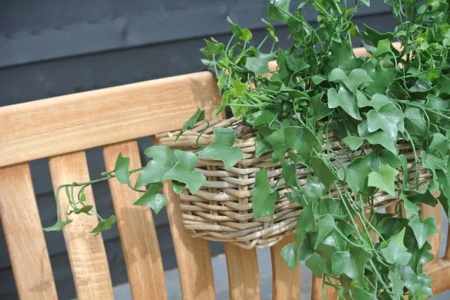 LeopoldFlora Kunststof hangplant klimop 65 cm UV Groen