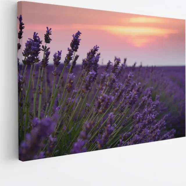 Saammp Canvas Schilderij - Lavendel tijdens zonsondergang - Natuur - Landschap - 50x40 - Foto op canvas - Wanddecoratie - Muurdecoratie Woonkamer - Slaapkamer decoratie - Canvas Print Multicolor