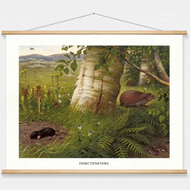 wallchart unlimited Schoolplaat "Insecteneters", geschilderd door M. A. Koekkoek wit