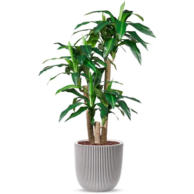 HTT Decorations Kunstplant Dracaena fragans in Planter Ball groove ivoor H150 cm