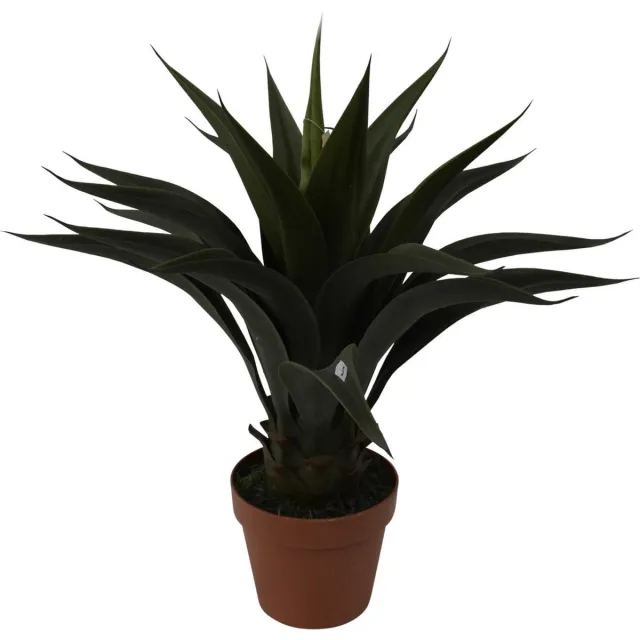 Noach Agave - 60 cm Groen