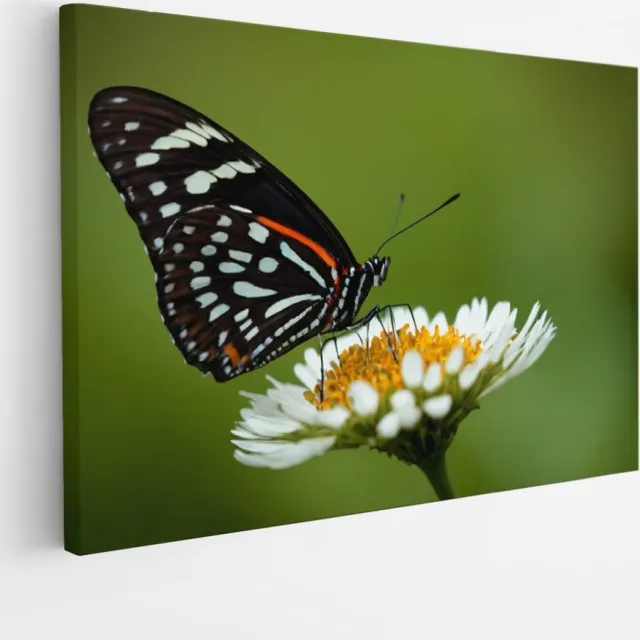 Saammp Canvas Schilderij -Vlinder op witte bloem - Dieren - Natuur - 70x50 - Foto op canvas - Wanddecoratie - muurdecoratie Woonkamer - Slaapkamer decoratie - Canvas Print