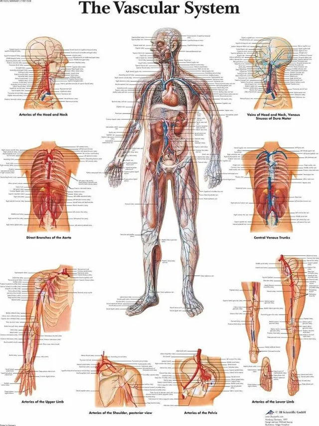 3B Scientific Het menselijk lichaam poster - Bloedsomloop (gelamineerd, 50x67 cm)