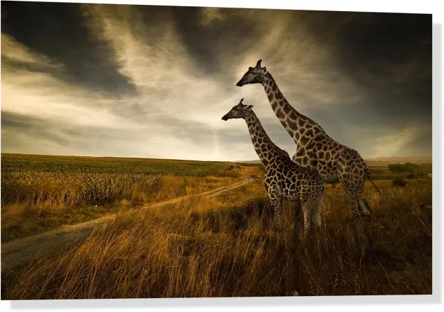 De Spandoekgigant Glasschilderij - Foto op acrylglas - 60x40cm - Giraffe + ophangsysteem Geel