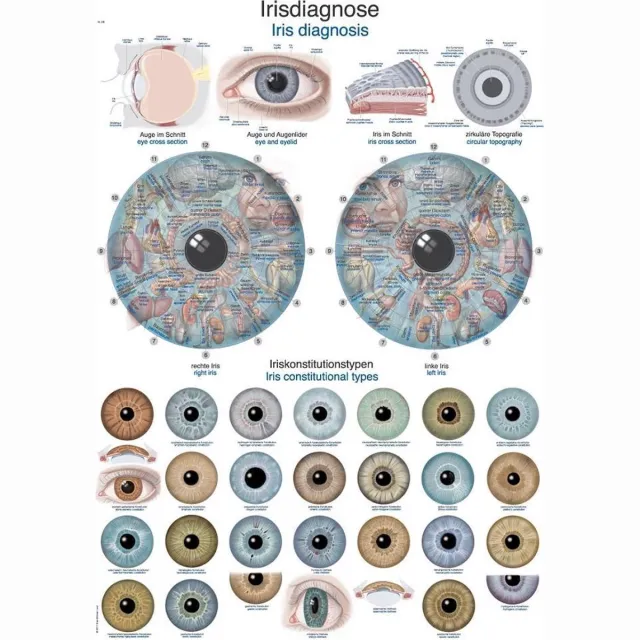 Erler-Zimmer Het menselijk lichaam - anatomie poster iriscopie (Duits/Engels/Latijn, kunststof-folie, 70x100 cm)