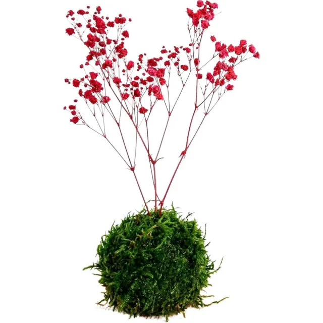 Moskabouter Kokedama met bloemen - Geen water of licht nodig - 100% natuurlijk - Roze bloemen