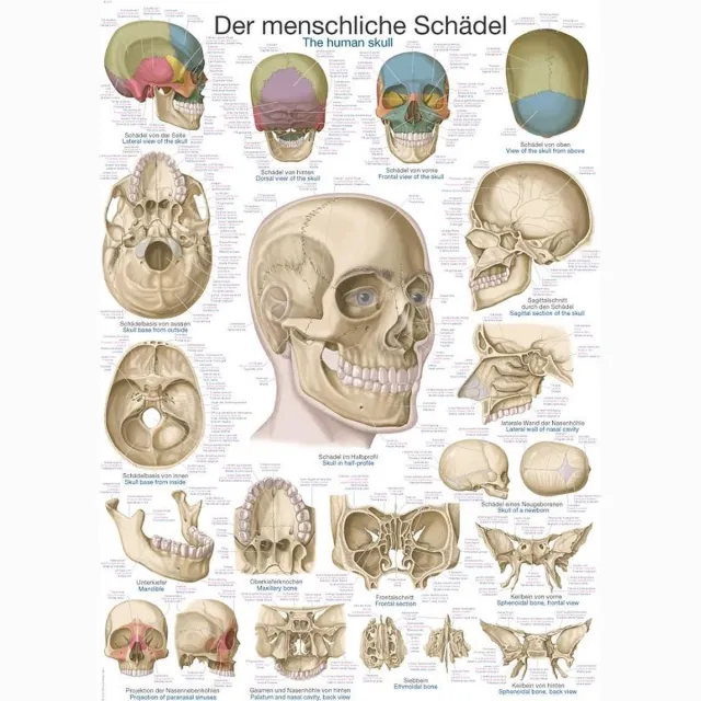 Erler-Zimmer Het menselijk lichaam - anatomie poster schedel (papier, 50x70 cm) + ophangsysteem met ophangsysteem