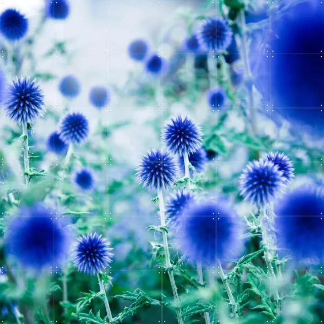 IXXI Dream Flowers Blue, Mareike Böhmer - 120 x 120 cm - Grote wanddecoratie en posters - Fotografie, Abstract, Kleurrijk, Slaapkamer, Woonkamer Blauw