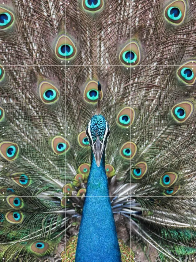 IXXI Peacock in India, Photolovers - 60 x 80 cm - Grote wanddecoratie en posters - Fotografie, Kleurrijk, Slaapkamer, Woonkamer, Natuur, Vogels Blauw