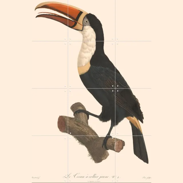 IXXI Le Toucan a Collier Jaune, Aster Edition - 60 x 80 cm - Grote wanddecoratie en posters - Illustraties, Vintage, Woonkamer, Vogels, Natuur, Dieren Geel