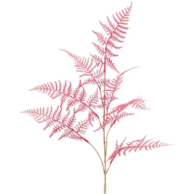Gasper Sierasperge Asparagus Plumosus Roze 87 cm