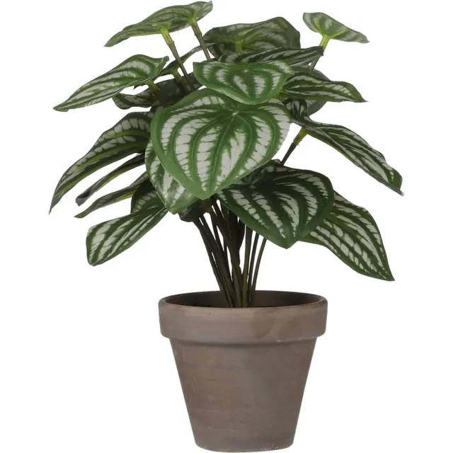 Mica Decorations Mica Peperomia licht groen in pot Stan grey L.Groen,licht groen