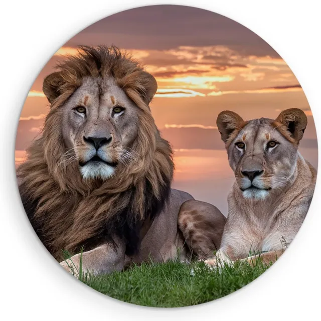 Saammp Forex Muurcirkel - Leeuwenkoppel met afrikaanse zonsondergang - Dieren - Natuur - Ø 90 - Wandcirkel - Wanddecoratie Cirkel - Muurdecoratie Woonkamer - Slaapkamer decoratie - Rond Schilderij