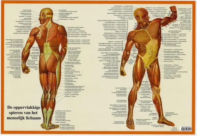 van Baarle Het menselijk lichaam - anatomie poster spieren (Nederlands, gelamineerd, A2)