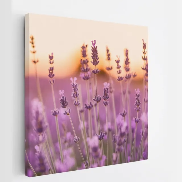 Saammp Canvas Schilderij - Lavendel Close-up - Zonsondergang - Landschap - Natuur - 40x40 - Foto op canvas - Wanddecoratie - Muurdecoratie Woonkamer - Slaapkamer decoratie - Canvas Print Multicolor
