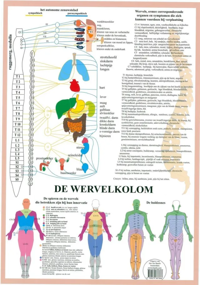 van Baarle Het menselijk lichaam - anatomie poster vegetatief zenuwstelsel (Nederlands, gelamineerd, A2) + ophangsysteem met ophangsysteem