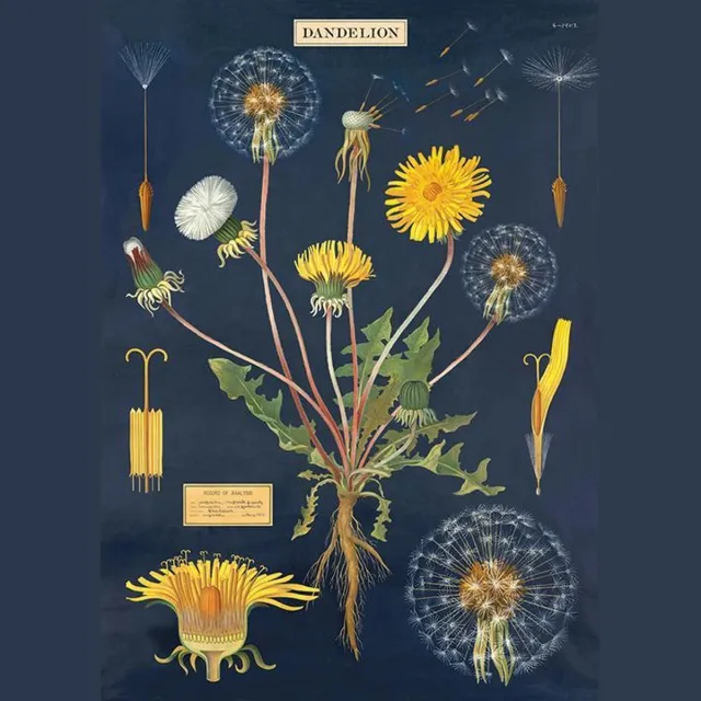 Cavallini & Co Poster Paardenbloem - Cavallini & Co - Schoolplaat Multi Color