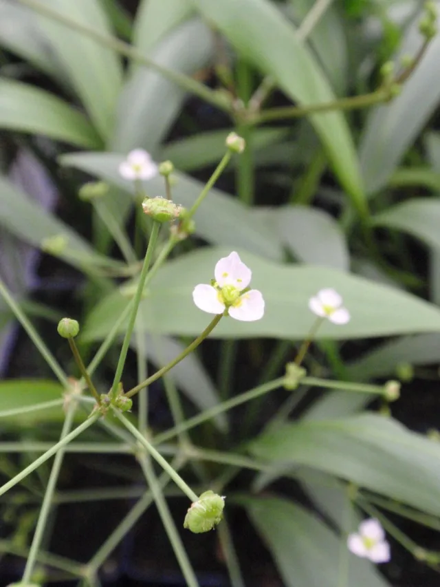 Waterplantenspecialist Alisma plantago-aquatica (set van 6 stuks P9) wit