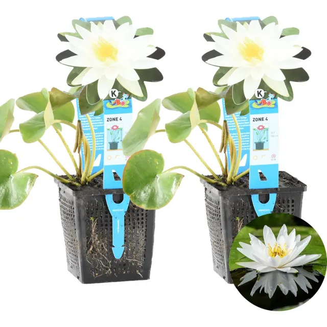 Bloomique Set van 2 - Nymphaea Marliacea Albida - Waterlelie - Wit - Vijverplanten - Waterplanten - Winterhard - Hoogte 10-20 cm - Pot 11 cm