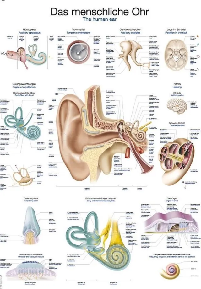 Erler-Zimmer Het menselijk lichaam - anatomie poster oor en gehoorgang (Duits/Engels/Latijn, papier, 50x70 cm) + ophangsysteem met ophangsysteem