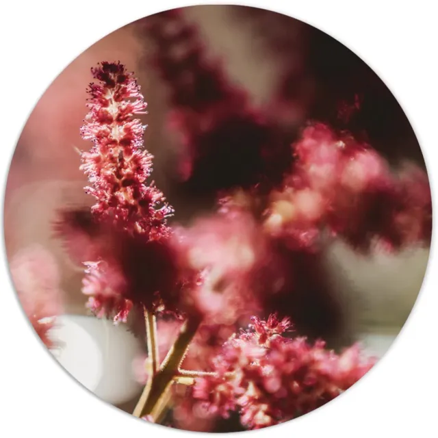 Label2X Muurcirkel - Reddy - Ø 50 cm - Forex - Multicolor - Wandcirkel - Rond Schilderij - Bloemen en Planten - Muurdecoratie Cirkel - Wandecoratie rond - Decoratie voor woonkamer of slaapkamer Reddy - Multicolour