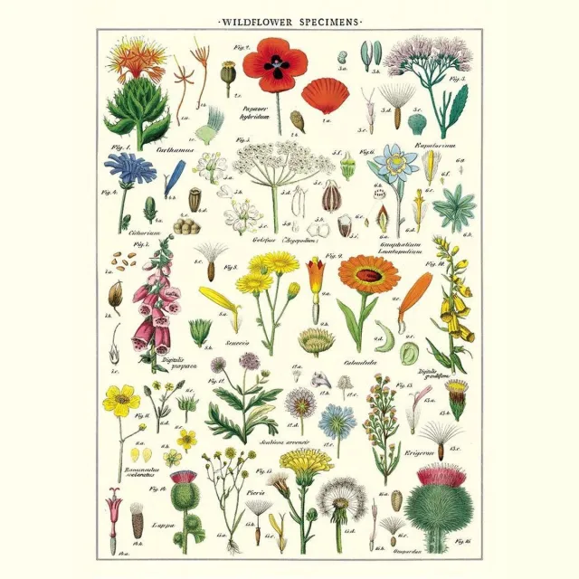 Cavallini & Co Poster Wildflowers - Cavallini & Co - schoolplaat Multi Color
