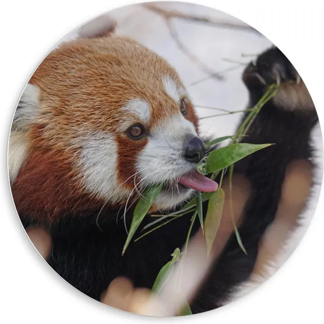 KuijsFotoprint Forex Wandcirkel - Etende Rode Panda - 80x80cm Foto op Wandcirkel (met ophangsysteem) Rood