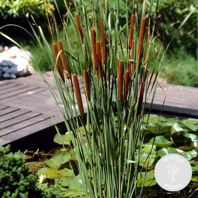 Bloomique Typha Latifolia - Grote Lisdodde - Rietsigaar - Vijverplanten - Winterhard - Vijverzone 2-3 - Hoogte 15-25 cm - Pot 9 cm 1x Kweekpot