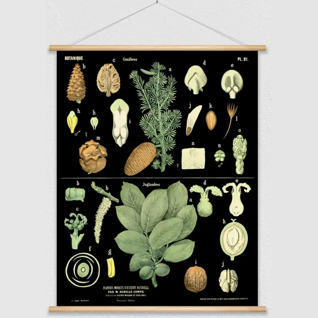 wallchart unlimited Heruitgave van vintage antieke Franse schoolplaat - Conifeer en walnotenboom zwart, groen, geel, rood
