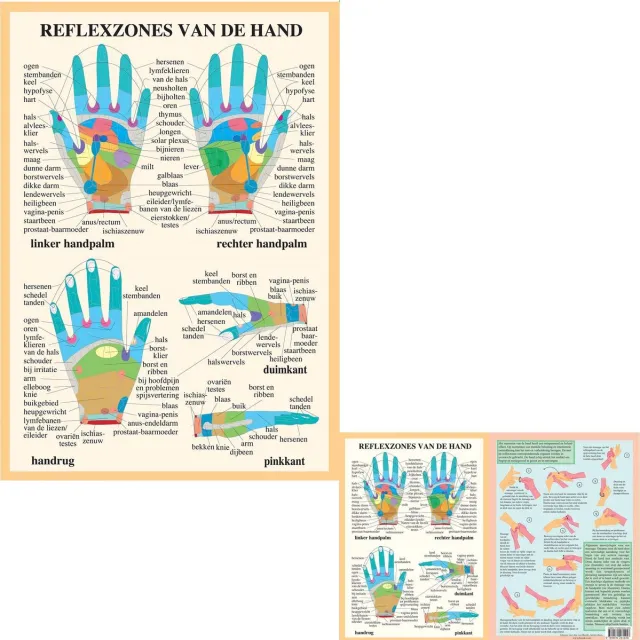 van Baarle Het menselijk lichaam - anatomie posters handreflexologie (Nederlands, gelamineerd, A2 + A4) + ophangsysteem met ophangsysteem
