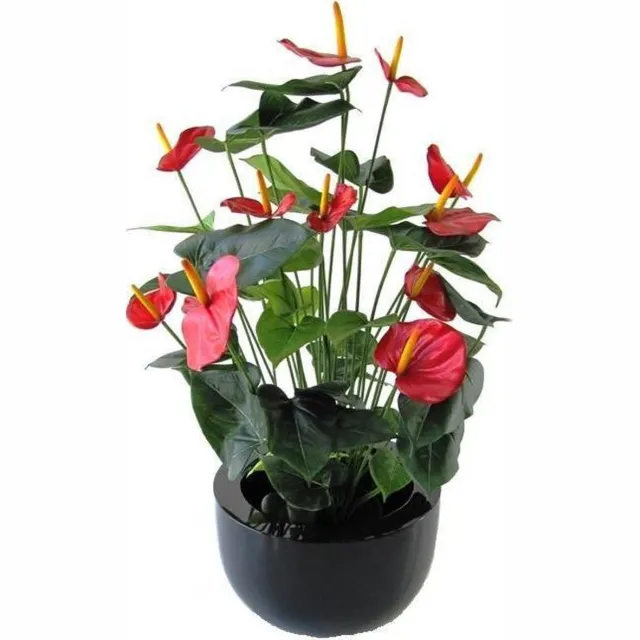 Maxifleur Anthurium Deluxe rood 80cm