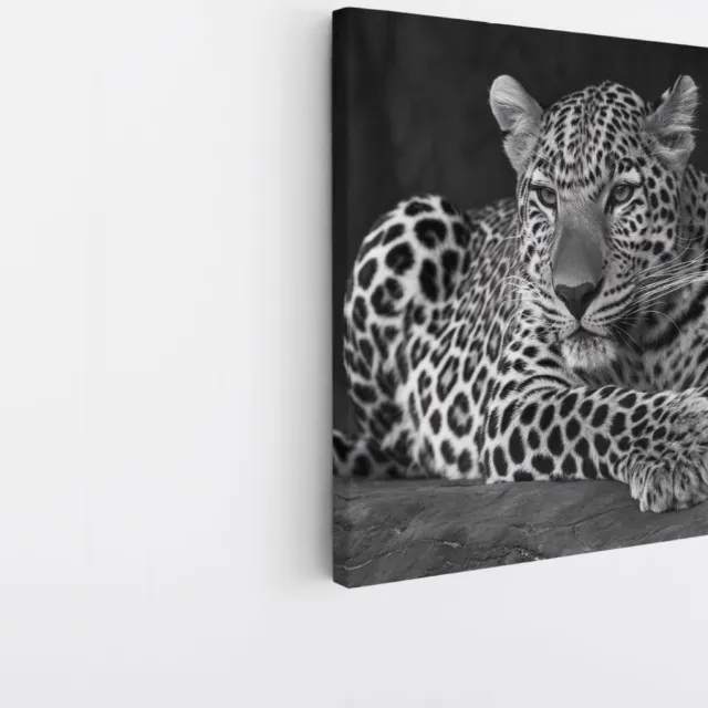 Saammp Canvas Schilderij - Luipaard op steen - Natuur - Dieren - 20x20 - Foto op canvas - Wanddecoratie - Muurdecoratie Woonkamer - Slaapkamer decoratie - Canvas Print Multicolor