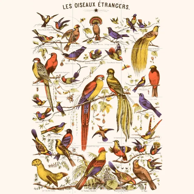 IXXI Les Oiseaux Etrangers, Aster Edition - 60 x 80 cm - Grote wanddecoratie en posters - Kleurrijk, Illustraties, Vintage, Woonkamer, Vogels Rood