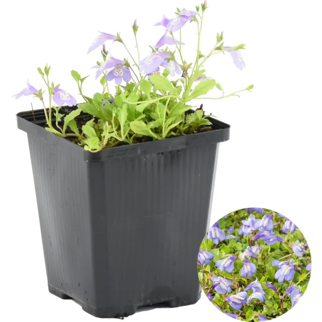 Bloomique Mazus Reptans - Vijverplanten - Waterplanten - Winterhard - Hoogte 10-20 cm - Pot 9 cm 1x Kweekpot