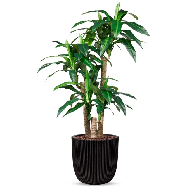 HTT Decorations Kunstplant Dracaena fragans in Planter Ball groove zwart H150 cm