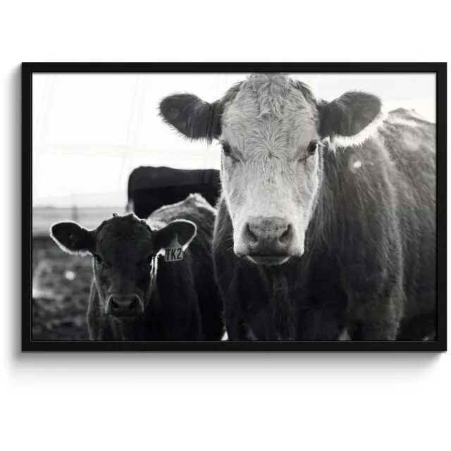 FrameYourWall Poster in lijst - Fotolijst 90x60 cm - Posters - Koeien - Zwart - Wit - Posterlijst zwart - Decoratie - Wanddecoratie woonkamer - Muurdecoratie slaapkamer