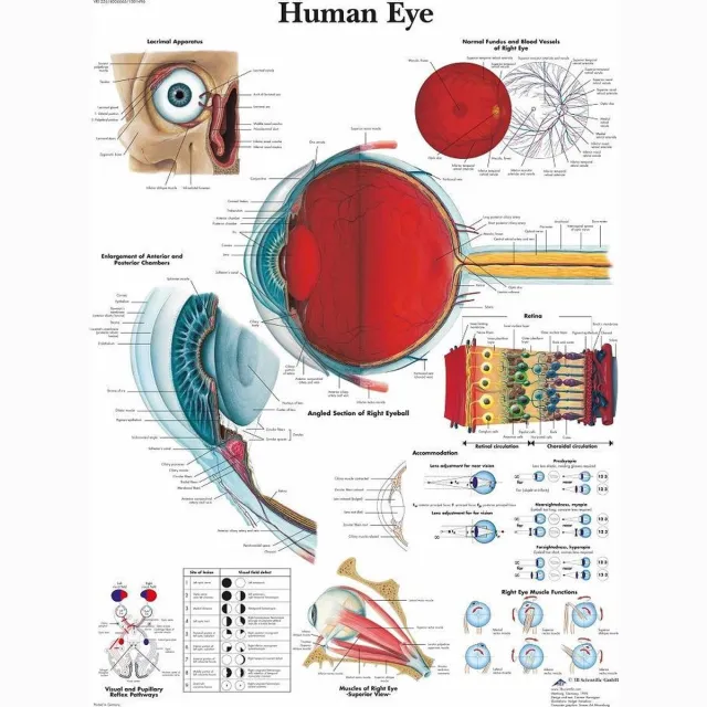 3B Scientific Het menselijk lichaam poster - Oog poster (gelamineerd, 50x67 cm) + ophangsysteem oog + ophangsysteem