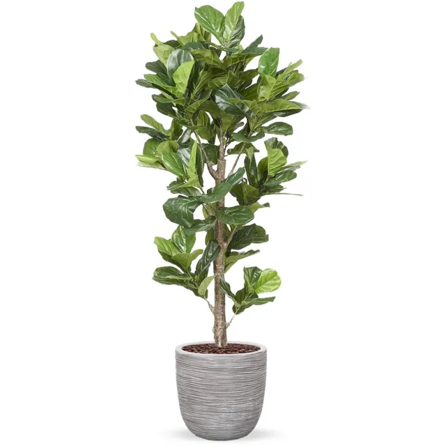 HTT Decorations Kunstplant Ficus Lyrata in planter ball Rib ivoor H210 cm