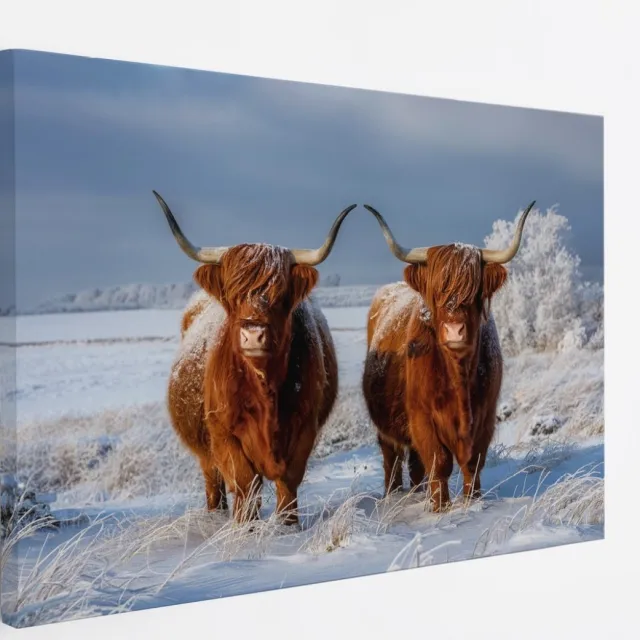 Saammp Canvas Schilderij - Groep Schotse Hooglander Koe - Landschap - Dieren - Natuur - 50x40 - Foto op canvas - Wanddecoratie - muurdecoratie Woonkamer - Slaapkamer decoratie - Canvas Print Multicolor