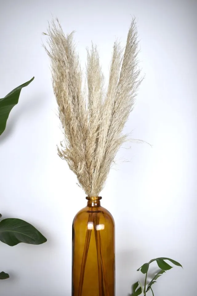 Natuurlijk Bloemen Pampas pluimen 90 - 100 cm - Droogbloemen | 5 stuks | Gedroogde bloemen creme