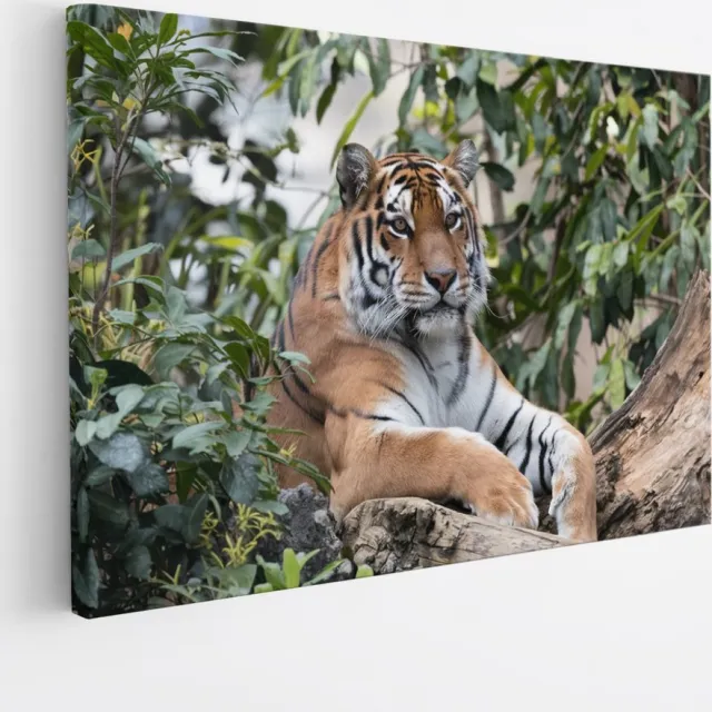 Saammp Canvas Schilderij - Tijger op boomstronk - Natuur - Dieren - 30x20 - Foto op canvas - Wanddecoratie - muurdecoratie Woonkamer - Slaapkamer decoratie - Canvas Print Multicolor
