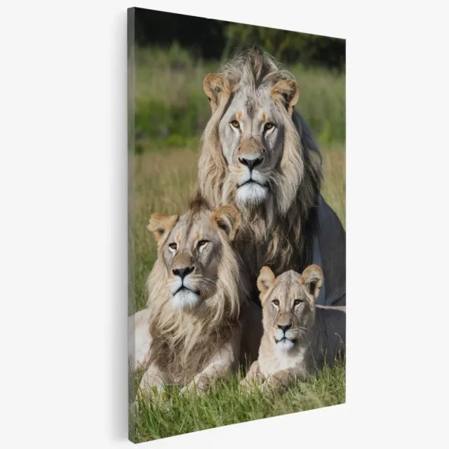 Saammp Canvas Schilderij - Leeuwen Familie - Natuur - Afrika - Dieren - 20x30 - Foto op canvas - Wanddecoratie - Muurdecoratie Woonkamer - Slaapkamer decoratie - Canvas Print Multicolor