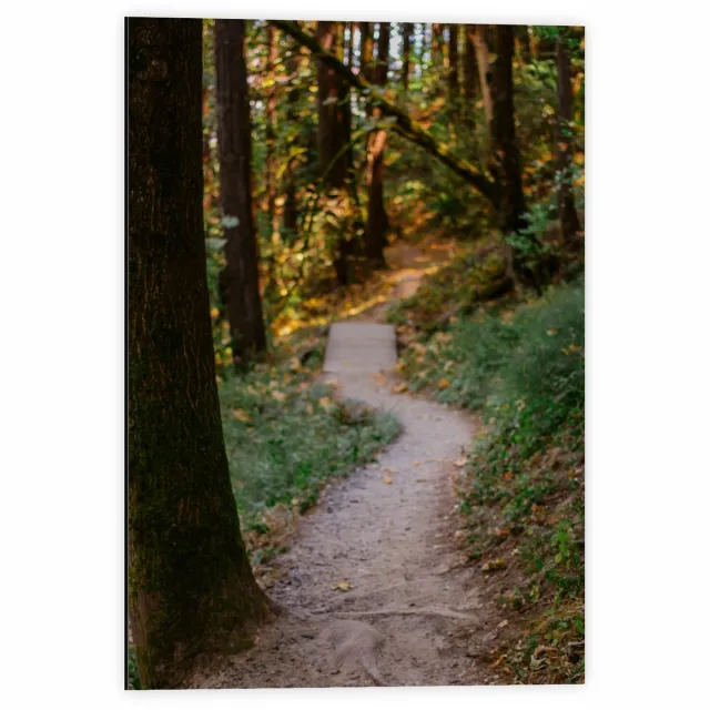 KuijsFotoprint Dibond - Pad in Bos met Bruggetje - 40x60cm Foto op Aluminium (Wanddecoratie van metaal) Groen