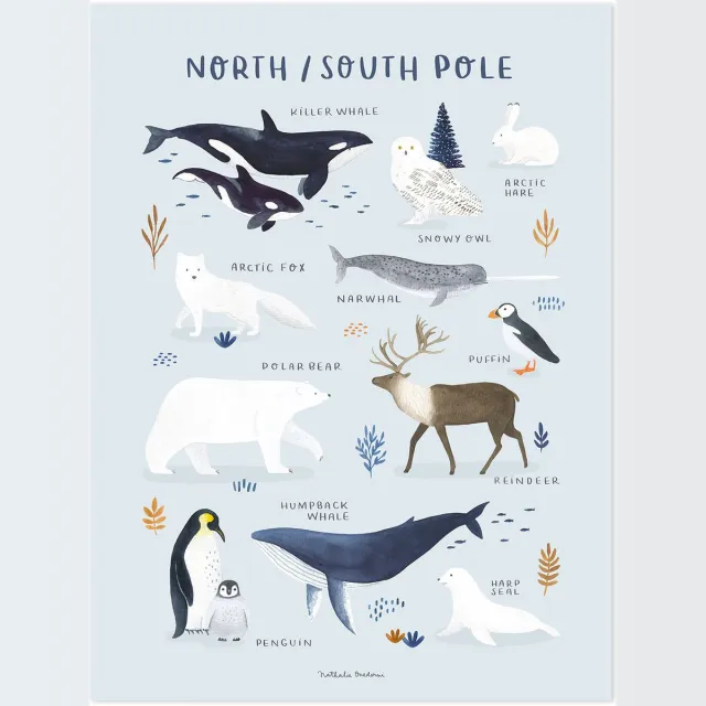Lilipinso Living Earth Poster - Dieren van de Noord- en Zuidpool Print